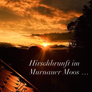 Es ist wieder soweit!
Die Hirsche röhren im Moos.
Die ganze Nacht durch und ganz besonders eindrucksvoll laut in den Morgenstunden ist dieses Naturschauspiel zu erleben.
Wo geht das schon?
Im kuscheligen Bett liegen und den Hirschen beim offenen Fenster lauschen!
In der Traumferienwohnung SCHELLENWIES in Murnau am Staffelsee geht das!
Einfach buchen!
👍
#hirschbrunft
#naturerleben
#murnauermoos
#natureescape
#wildlife