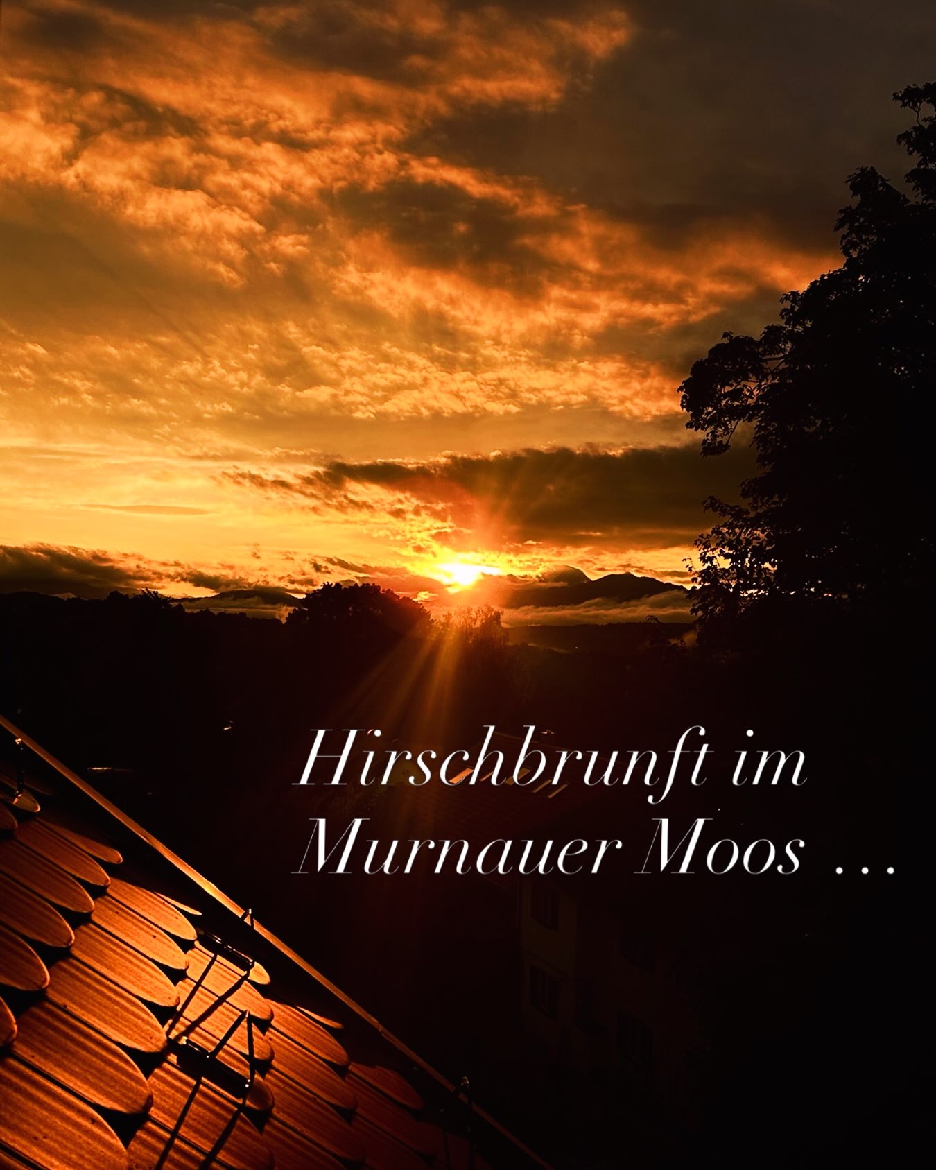 Es ist wieder soweit!
Die Hirsche röhren im Moos.
Die ganze Nacht durch und ganz besonders eindrucksvoll laut in den Morgenstunden ist dieses Naturschauspiel zu erleben.
Wo geht das schon?
Im kuscheligen Bett liegen und den Hirschen beim offenen Fenster lauschen!
In der Traumferienwohnung SCHELLENWIES in Murnau am Staffelsee geht das!
Einfach buchen!
👍
#hirschbrunft
#naturerleben
#murnauermoos
#natureescape
#wildlife